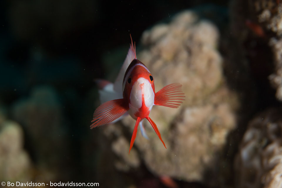 BD-150224-Ras-Mohammed-6538-Pseudanthias-taeniatus-(Klunzinger.-1884)-[Red-Sea-anthias].jpg